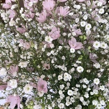 桜の下で「会食披露宴」の画像